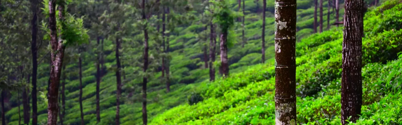 Photo by Shashank Shekhar on Unsplash