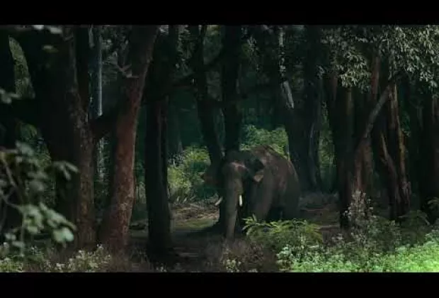 Preview image for the video "The Forests of Kerala | Kerala - World's Greatest Place".